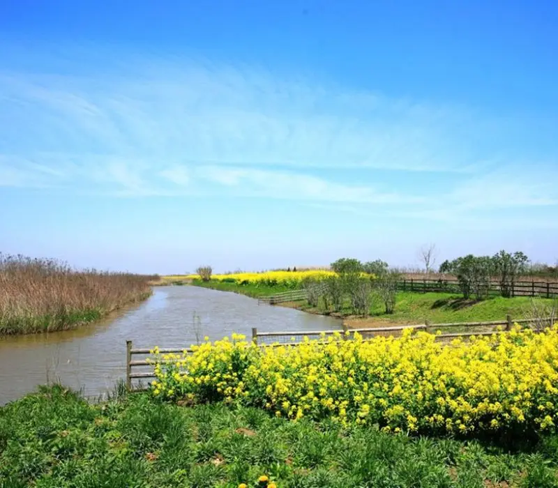 china plantation field