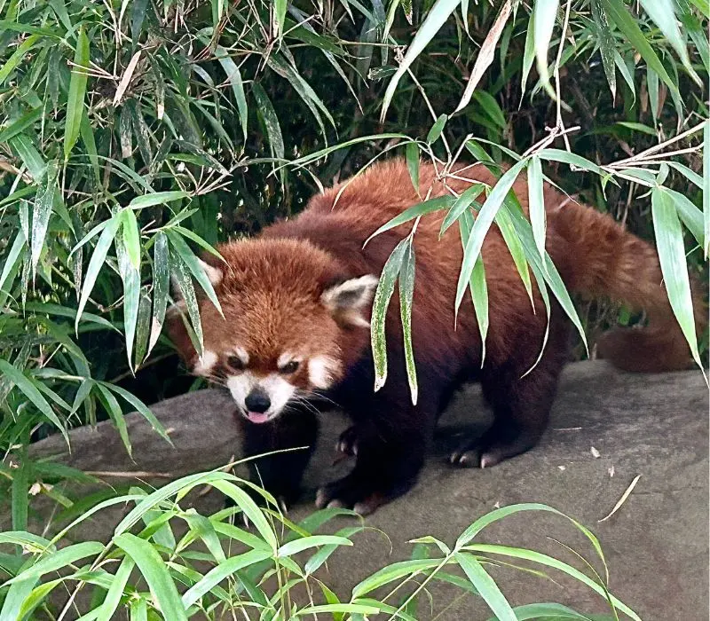 china red panda