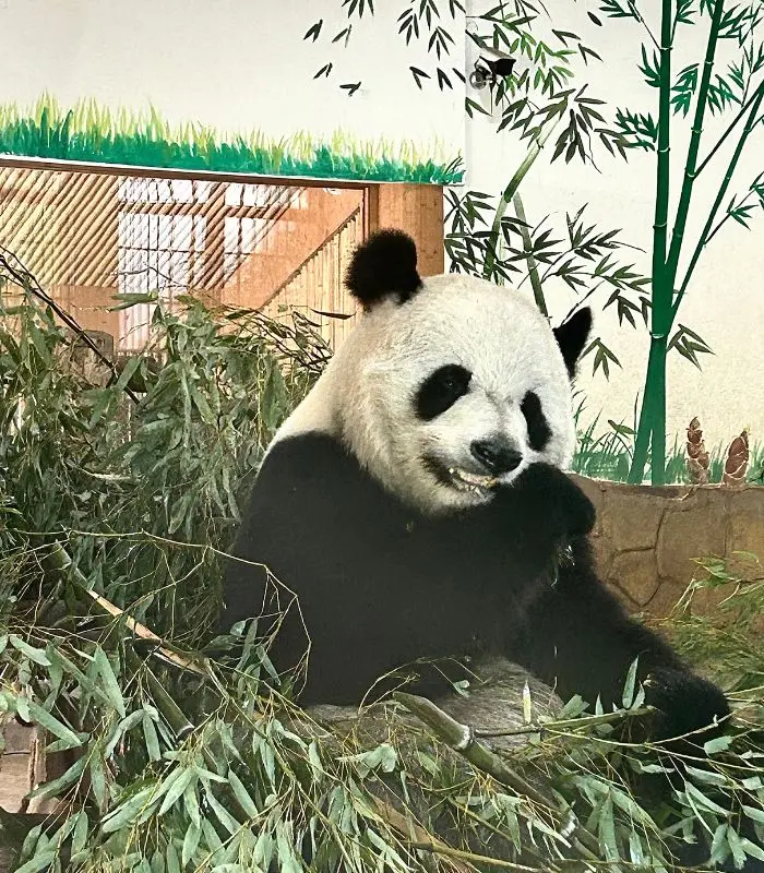 panda chewing