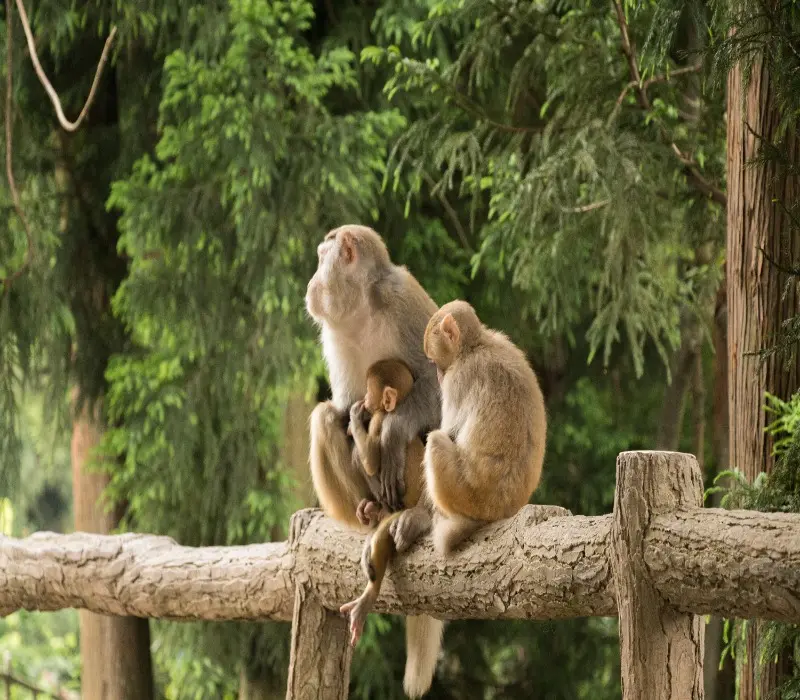 resized monkeys 6333017