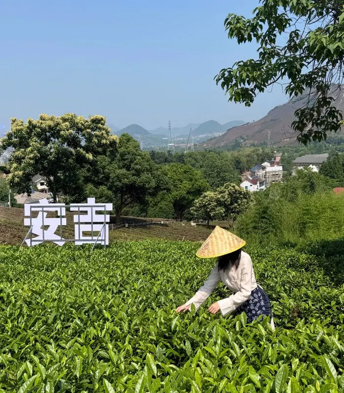 tea picking activity