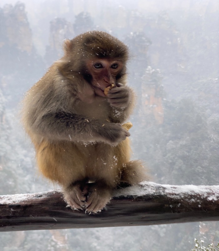Monkey in mountains 